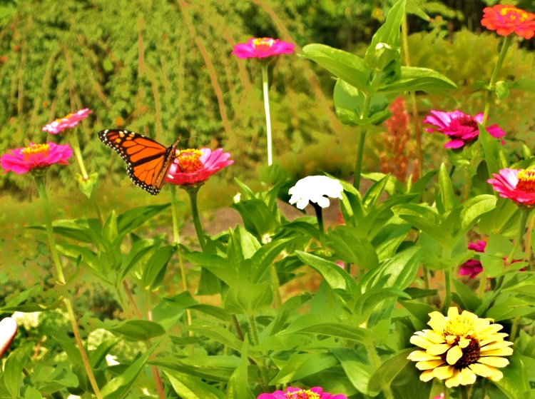 “We delight in the beauty of the butterfly, but rarely admit the changes it has gone through to achieve that beauty.”  ― Maya Angelou 