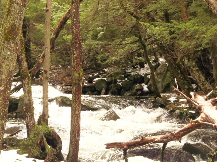 THe scent of pine in the air on a late winter's day.
