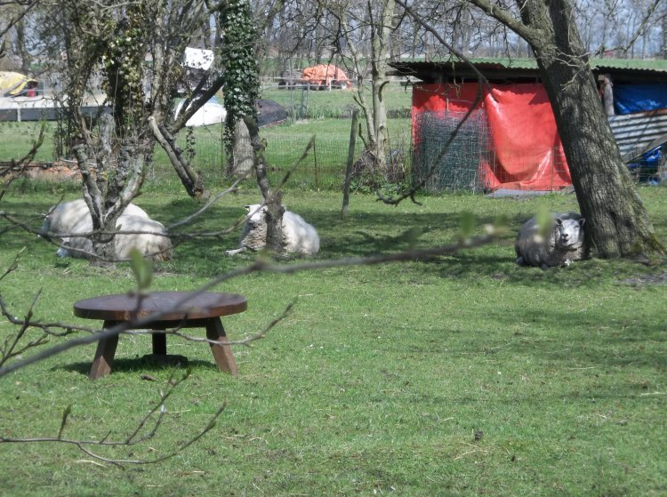Sheep in the "walk only" neighborhood.