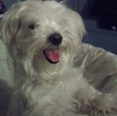 Mercedes in the early stages of labor. She did not remain this happy.