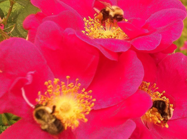 “Summer afternoon—summer afternoon; to me those have always been the two most beautiful words in the English language.”  ― Henry James