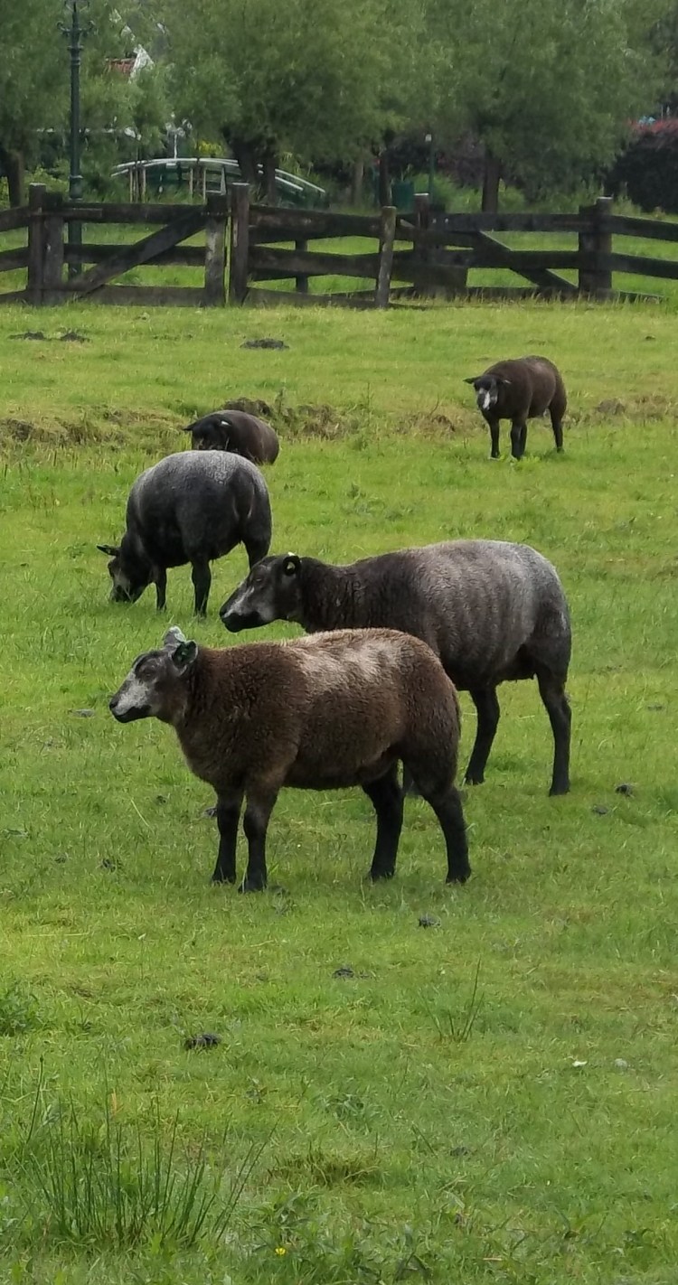 Little Lamb, Little Lamb Who hath made thee?