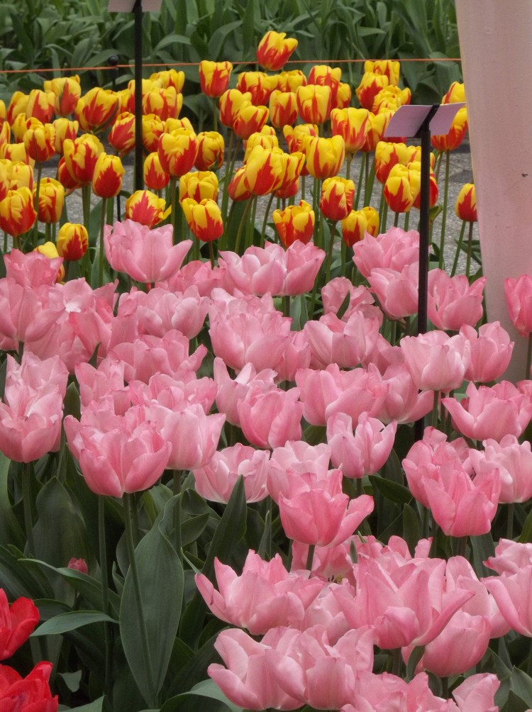 Nothing is so strong as gentleness, nothing so gentle as real strength. Saint Francis de Sales