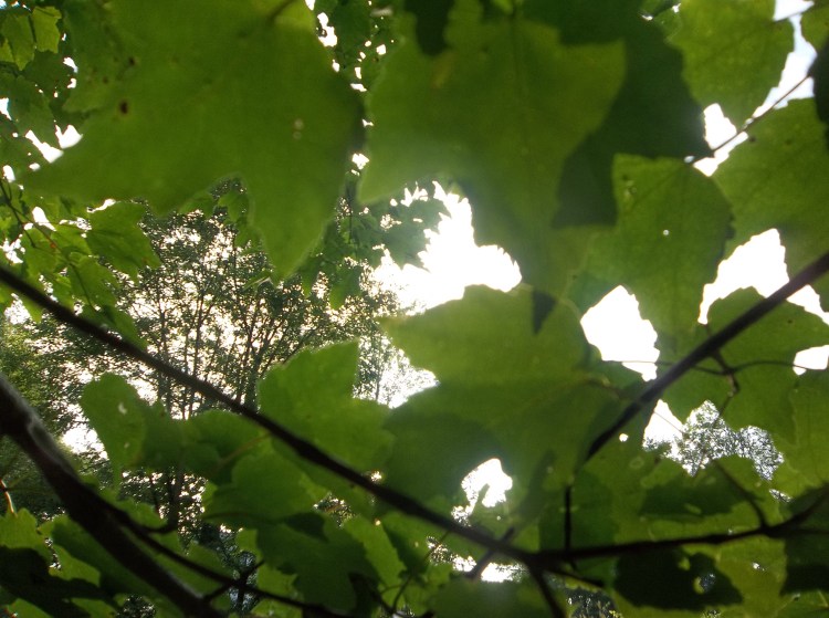 Truth is like the sun. You can shut it out for a time, but it ain't goin' away. Elvis Presley 