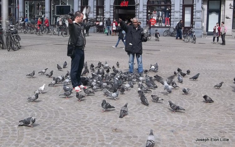 Feed the birds in Dam Square