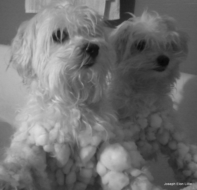 The smell of wet dog in a tub.