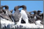 nesting guillemots 1