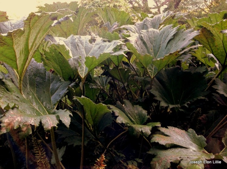 Giant leaves in the rock close at Blarney