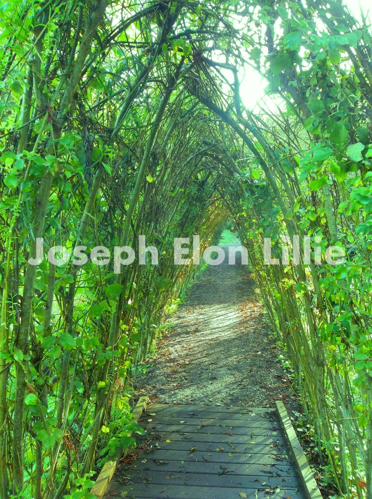 The Way Through The Eundergrowth