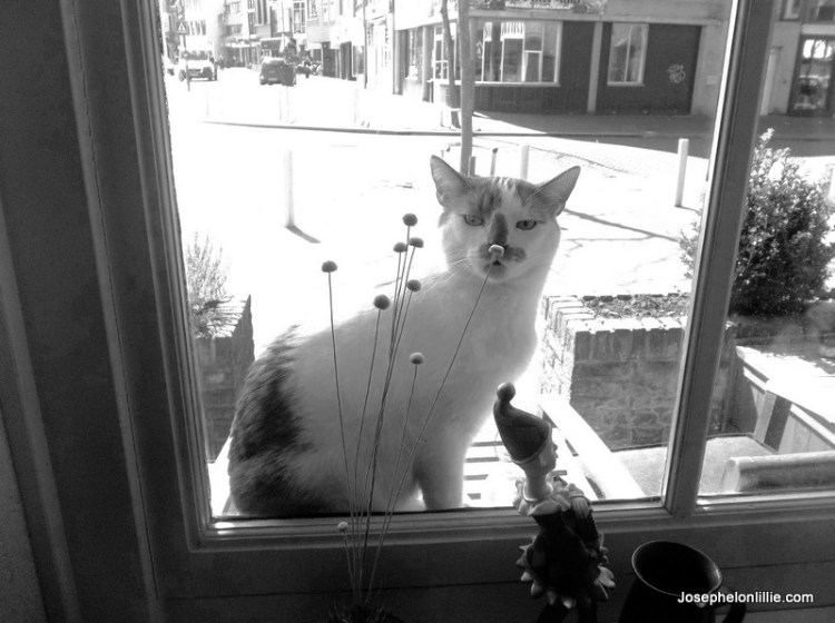 Pretty Kitty was always trying to break into my sister's place in Womerveer.