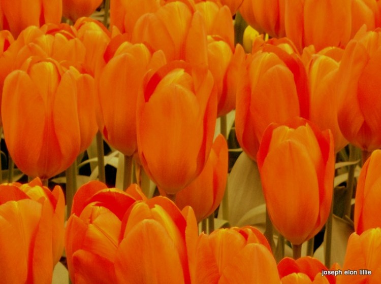 Keukenhof Gardens, Lisse , The Netherlands