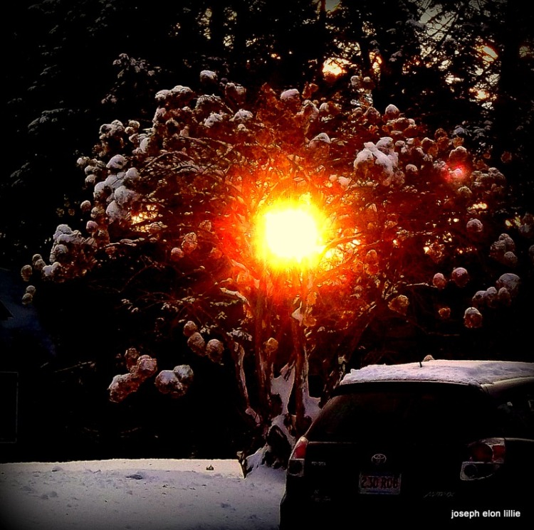 Sun through the winter trees.