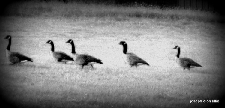 Geese in the Berkshires