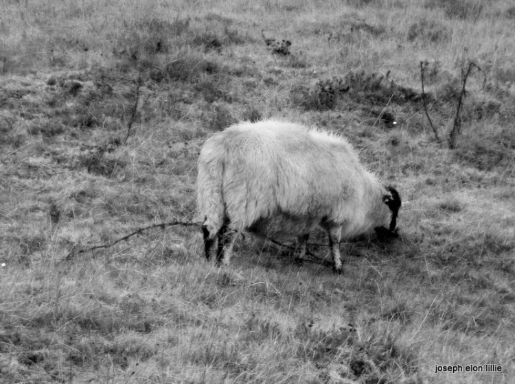 Sheep In Moll's Gap