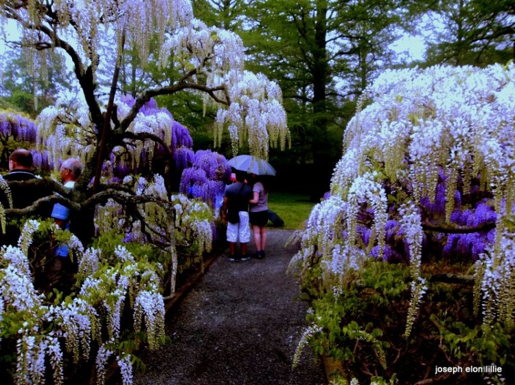 This wisteria makes an elegant frame on a rainy day.