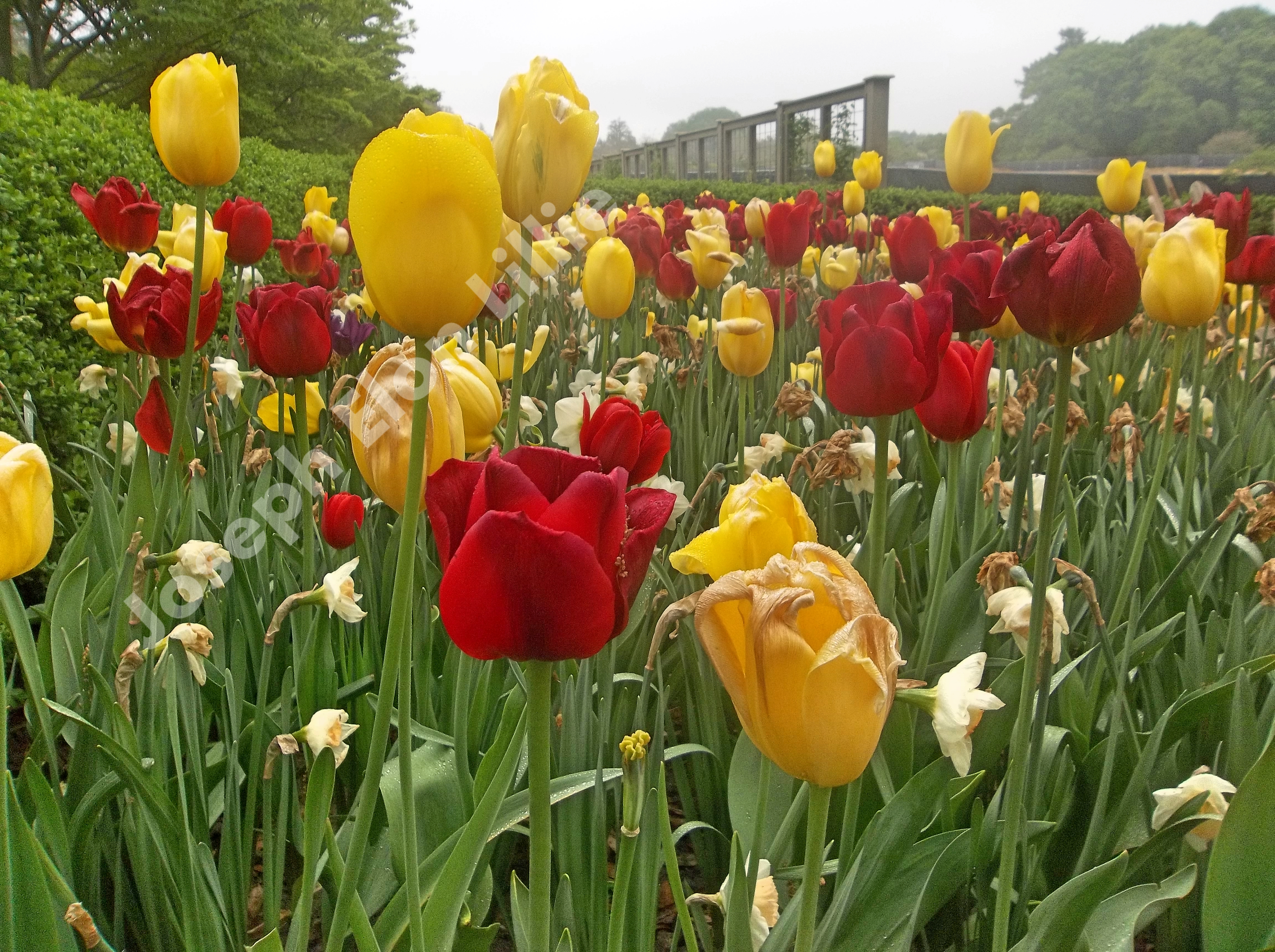 red and yellow Longwood