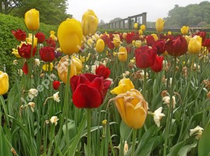 red and yellow Longwood
