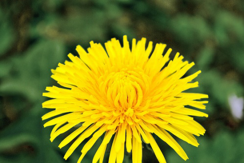 dandelion